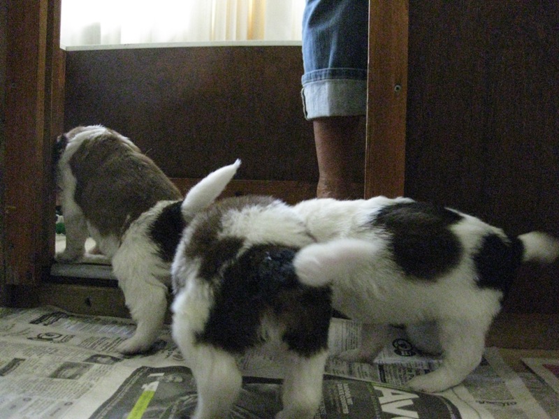 Puppies